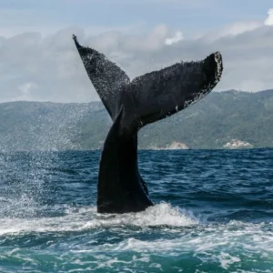 Samana + Avistamiento de ballenas