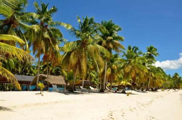 ISLA SONA🌴 - Image 5