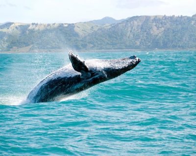 Ballenas jorobadas Punta Cana